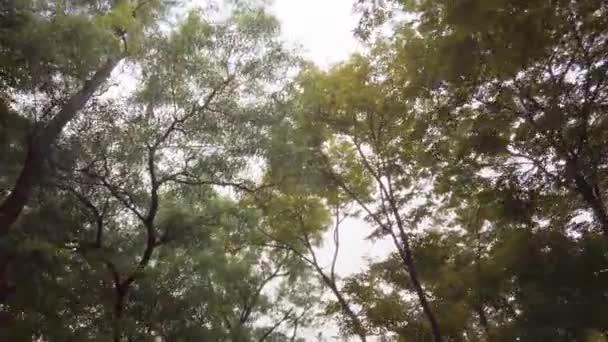 Vista Olhando Para Árvore Enquanto Caminhava Sob Árvores Parque Sob — Vídeo de Stock
