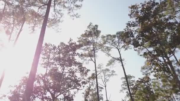 Sunny Magical Forest Rays Rising Sun Morning Time Forest Rays — Stock Video