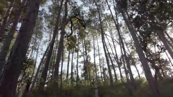 Floresta Mágica Ensolarada Nos Raios Sol Nascente Horário Manhã Floresta — Vídeo de Stock