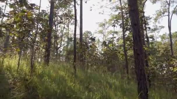 Napfényes Varázslatos Erdő Felkelő Nap Sugaraiban Erdőben Sugarak Fenyőerdők Ágain — Stock videók