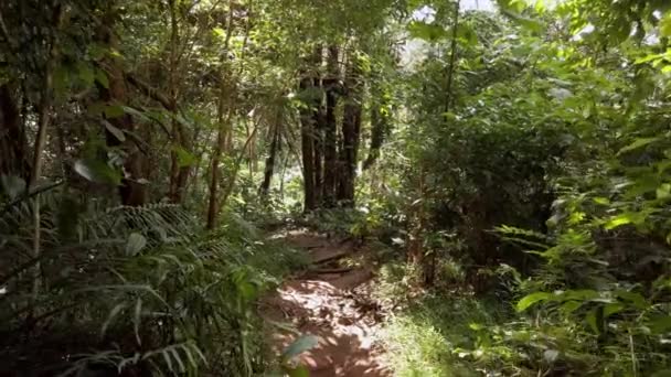 慢镜头 一个人走过森林或公园 绿叶闪烁着阳光 穿过热带森林的树叶时的慢镜头 — 图库视频影像