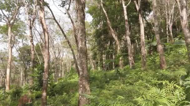 Uitzicht Regenwoud Met Veel Groene Bladeren Zon Schijnt Door Het — Stockvideo