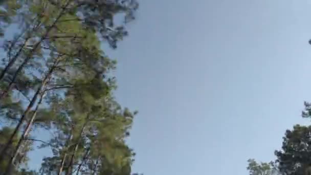 View Looking Tree While Moving Fast Motobike Trees Forest Local — Stock Video