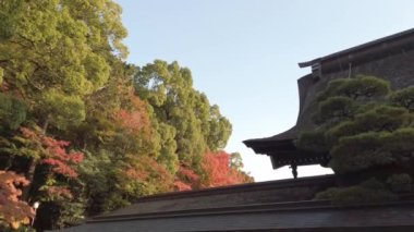 Arka planda akçaağaç olan Japon türbesi çatısının yavaş çekim görüntüsü. Japonya 'da güz günlerinde ahşap yapıda geleneksel bina