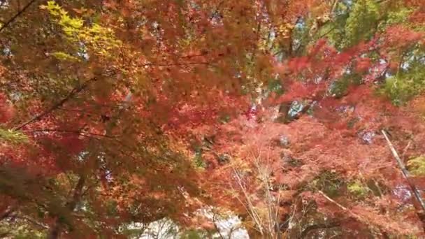 Вид Ярко Красные Оранжевые Листья Слегка Шевелящиеся Ветвях Деревьев Фоне — стоковое видео