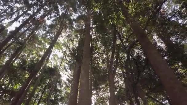 Caminhando Pela Floresta Pinheiros Japoneses Durante Dia Floresta Outono Pela — Vídeo de Stock