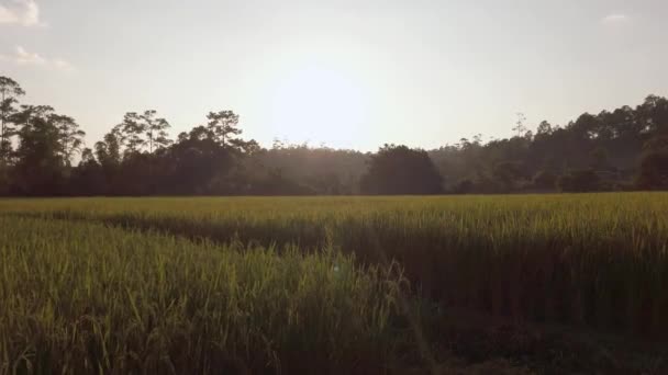 夕日の空の時間帯に太陽のフレアの下で緑の自然山の範囲を背景に黄金の水田のビューは 熟した水田の農地の収穫を組み合わせる — ストック動画