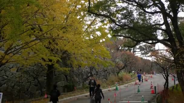 Pessoas Relaxam Redor Outono Ginkgo Dourado Árvores Parque Cor Outono — Vídeo de Stock