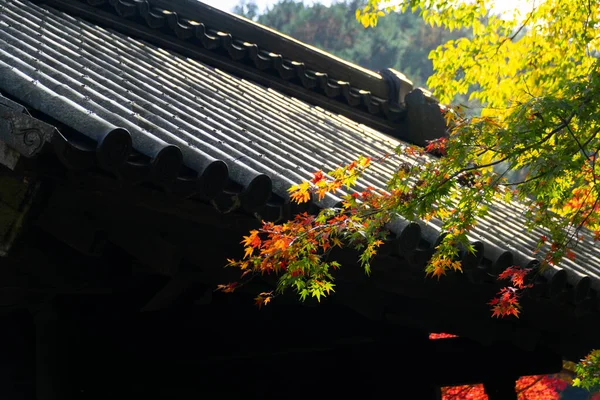 close up Of Maple Tree leaves During Autumn with color change on leaf in orange yellow and red with background of traditional japanese shrine temple roof, fall season background