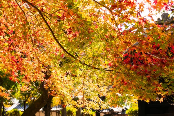 紅葉の終わり黄色と赤の葉の色の変化で秋の間に 自然な背景テクスチャ秋のコンセプト 秋の季節の背景 — ストック写真
