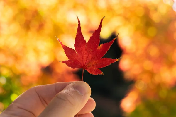 stock image hand holding grab a red color maple leaf tree with background of falling natural background maple tree, autumn concept, fall season background