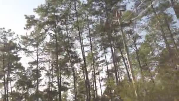 Vista Olhando Para Árvore Enquanto Move Rapidamente Moto Sob Floresta — Vídeo de Stock