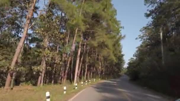 Front Driver View While Traveling Local Road Surround Pine Trees — Stock Video