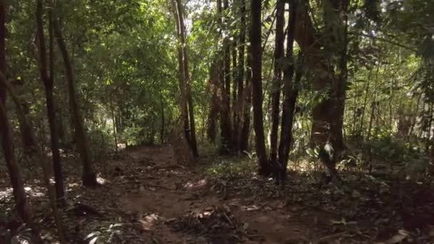 Vista Câmera Lenta Uma Pessoa Caminhando Trilha Através Uma Floresta — Vídeo de Stock