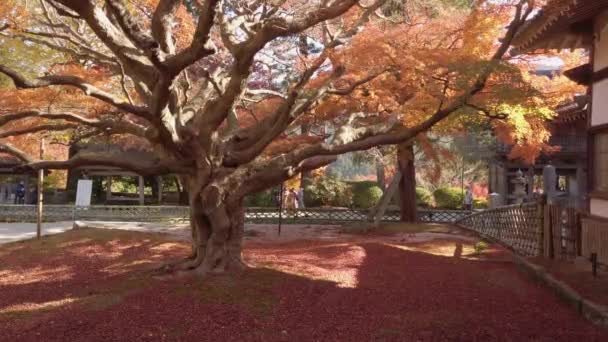 2022年11月15日 2022年11月15日 福岡県の地方にある雷山念寺の巨木 秋に紅葉の赤 — ストック動画