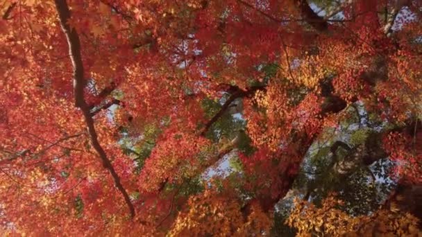 Slowmotion View Bright Full Color Red Orange Maple Leaves Slightly — Stock Video