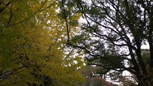 秋色の高さで 秋の黄金の銀杏の木に葉までの低角度ビュー 葉や枝は曇りの空に対してパターンを作成します 見事な色 — ストック動画