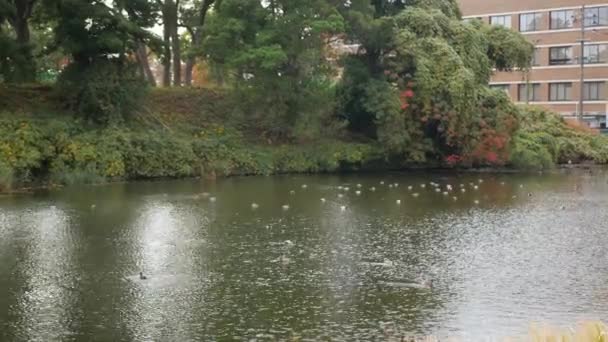 博多の秋の昼間は池でのんびり過ごすアヒルの鳥たち 博多の観光情報が満載 — ストック動画