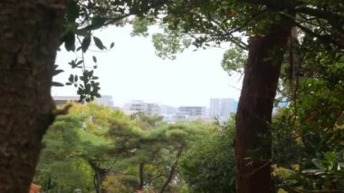 Fukuoka şehrinin panorama manzarası ağaç koruluğu ormanları boyunca sonbahar gününün altında, şehir kuş bakışı manzarası