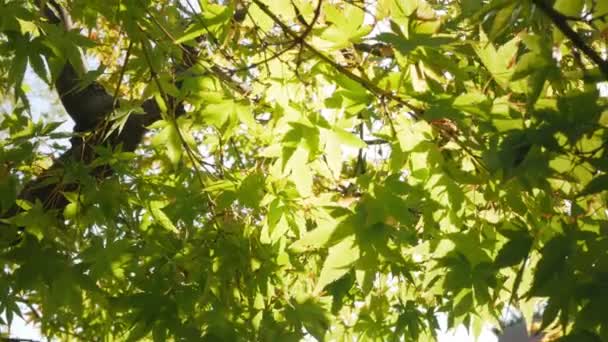 在阳光明媚的秋日 在日本 明亮的绿色枫叶映衬着蓝天轻轻摇曳在树枝上 美丽的秋天自然背景 — 图库视频影像