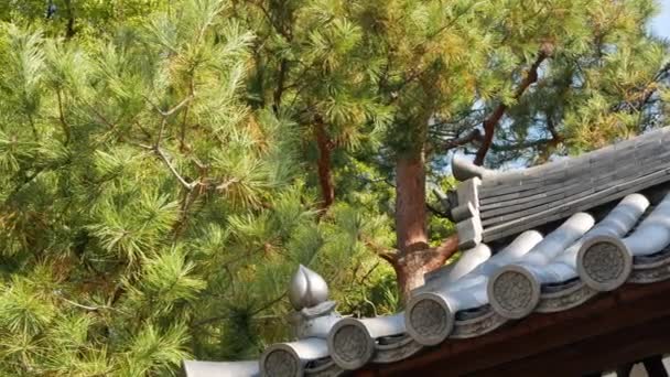 Japon Tarzında Antik Tapınak Çatısı Güz Günlerinde Çam Ağacı Ormanı — Stok video