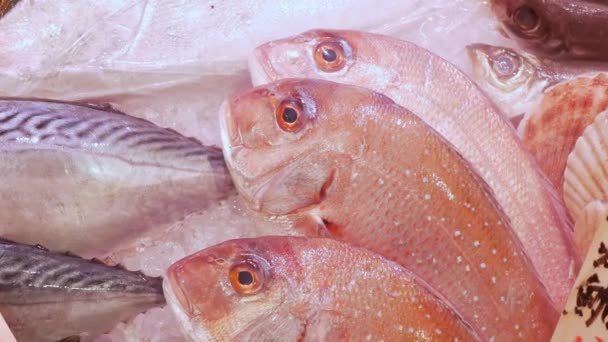 Pesce Giapponese Fresco Sdraiato Sul Ghiaccio Mercato Del Pesce Con — Video Stock