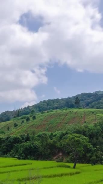 Vertikale Zeitraffer Reisfelder Der Erntezeit Unter Klarem Blauen Himmel Reisfelder — Stockvideo