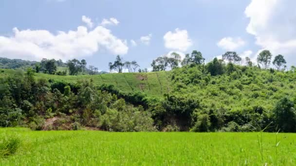 在晴朗的蓝天下 收获季节的水稻田 在太阳耀斑下 绿色天然山脉背景下的稻田 结合收获成熟稻田农田的稻田景观 — 图库视频影像