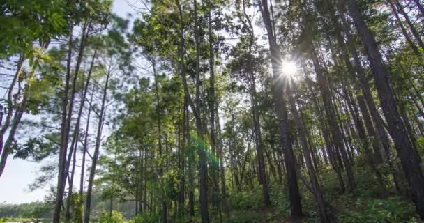 在森林里 阳光穿过松树林的枝条 透过阳光普照的神奇森林 自然叶龄冬日 — 图库视频影像