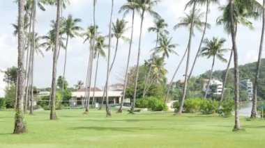 Sahil kıyısındaki yeşil çimen tarlası Hindistan cevizi palmiye ağaçlarının altı yaz mevsiminde tropik plaj tatil yeri gündüz vakti güneş ışığı altında deniz sahili doğal arka plan