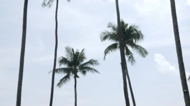 Phuket Thailan 'da açık mavi gökyüzüne karşı güzel hindistan cevizi palmiyeleri. Tropikal adada bir sahil. Güneş ışığında palmiye ağaçları, harika yaz seyahatleri tatil ağaçları arka planda vahşi adalar esiyor.