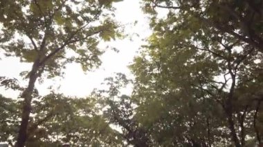 Odak görüşüm bulanıklaştı. Ağaçların altında yürürken ağaçlara bakıyorum. Mavi gökyüzünün altında.