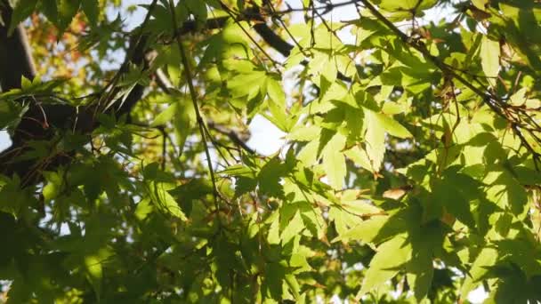 View Bright Green Color Maple Leaves Slightly Moving Tree Branches — Stock Video