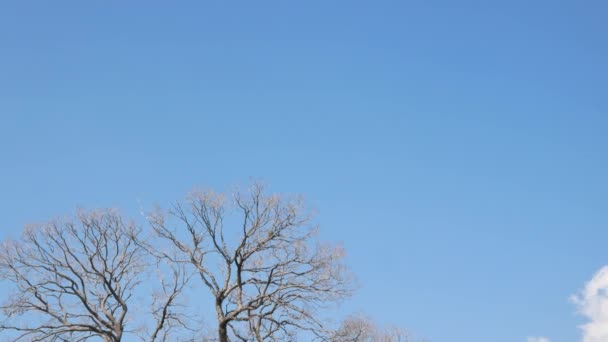 Ενόψει Της Πτώσης Χρώμα Αλλάξει Φύλλα Δέντρο Στο Δέντρο Φθινόπωρο — Αρχείο Βίντεο