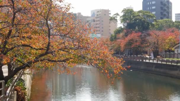 秋天里 日本秋天里 秋天里风刮得落叶变色 江川水为背景 自然公园为背景 — 图库视频影像