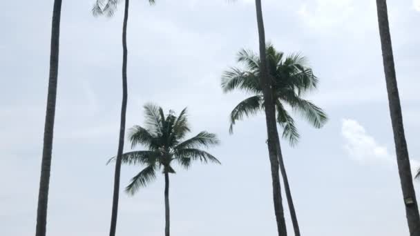 在普吉岛 美丽的椰子树映衬着蓝蓝的天空 热带岛屿上的海滩 棕榈树在阳光下 令人惊奇的夏天旅行胶树背景着野生岛屿的刮风 — 图库视频影像