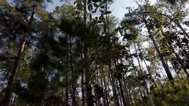 속에서 햇살을 받으며 떠오르는 광선을 태양의 속에서 광선은 소나무의 가지들 — 비디오