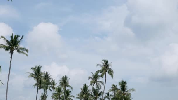 Beautiful Coconut Palms Trees Clear Blue Sky Phuket Thailan Beach — Video