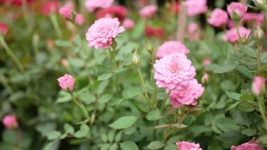 Beautiful flower in garden field are blooming beautifully in the morning light. Natural summer flower background