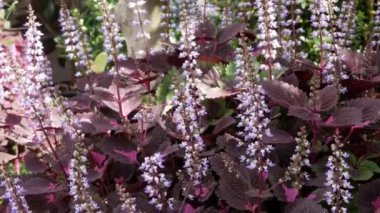 Hand touches the tops of fresh beautiful flower field  of large blooming of flowers Relax natural background tropical summer garden