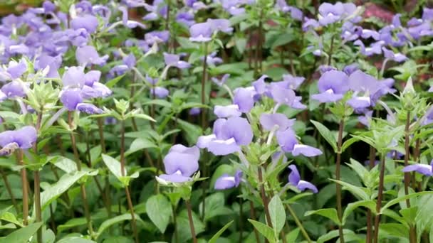 Красива Квітка Садовому Полі Красиво Цвіте Ранковому Світлі Натуральний Літній — стокове відео