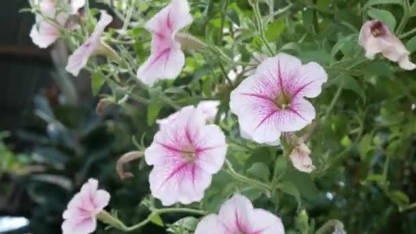 Beautiful Flower Garden Field Blooming Beautifully Morning Light Natural Summer — Stock Video