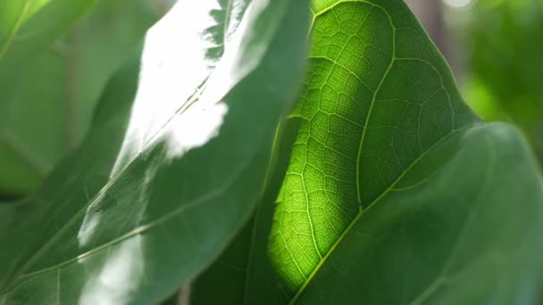 Close Tree Leave Sun Shines Leaves Tree Green Leaf Macro — Vídeo de Stock
