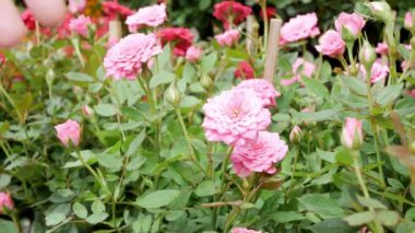 Hand touches the tops of fresh beautiful flower field  of large blooming of flowers Relax natural background tropical summer garden