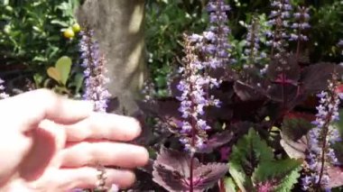 Hand touches the tops of fresh beautiful flower field  of large blooming of flowers Relax natural background tropical summer garden