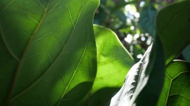 Close up tree leave with the sun shines through the leaves of the tree. Green leaf macro in summer day sun rays on with bokeh flare background Sunlight Lens Flare Nature background