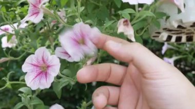 Hand touches the tops of fresh beautiful flower field  of large blooming of flowers Relax natural background tropical summer garden