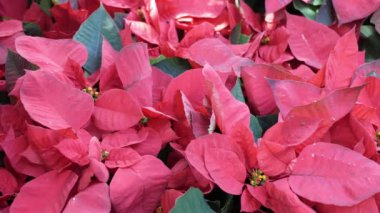 close up to red christmas tre leaves with wind blowing in garden under sunshine daytime