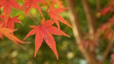 Açık renkli kırmızı turuncu akçaağaç yaprakları Japonya 'da güneşli bir sonbahar gününde mavi gökyüzüne doğru hareket ediyor. Güzel sonbahar doğal arka plan