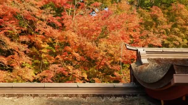 Traditional Japanese Shrine Roof Bright Full Color Red Orange Maple — Vídeos de Stock